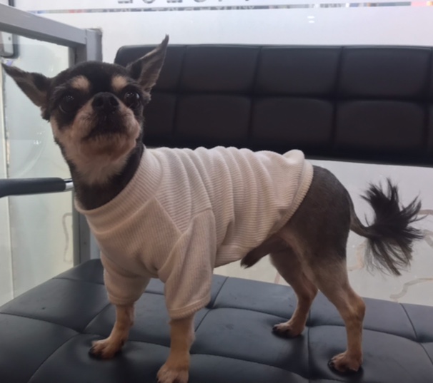 치와와 이미지 파일 입니다.